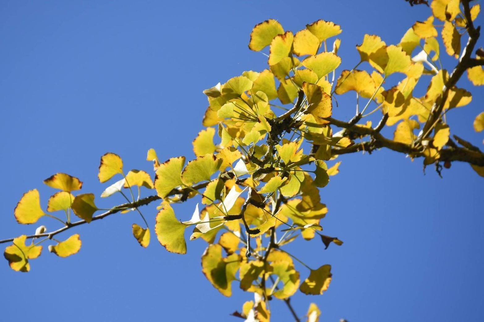 Ginkgo Hotel Lugu Dış mekan fotoğraf